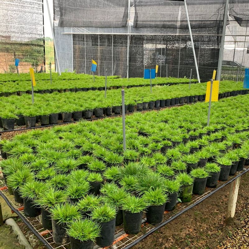 Miniature Acorus Bonsai Money Plant Golden Tiger Tail Fragrant Seedling Indoor Green Plant Hydroponic Mini Potted Plant