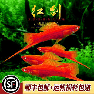 �t���~�߷���ɰ�t����β�焦�t�����Ꭷ��ˮ�^�p�~С��̥���~���w