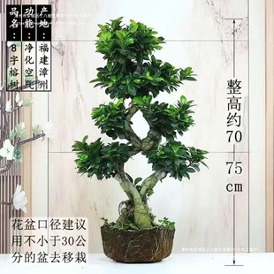 8�ֽ��X�Ř���������ֲ����ͻ��ܾGֲ�ϸ��̨S�˅��Ř��辰�Ϙ�