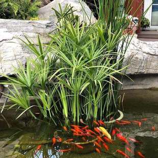 һ�����lˮ������ ������L܇���҃�����ˮ��ֲ��ˮ���쾰���ļ�