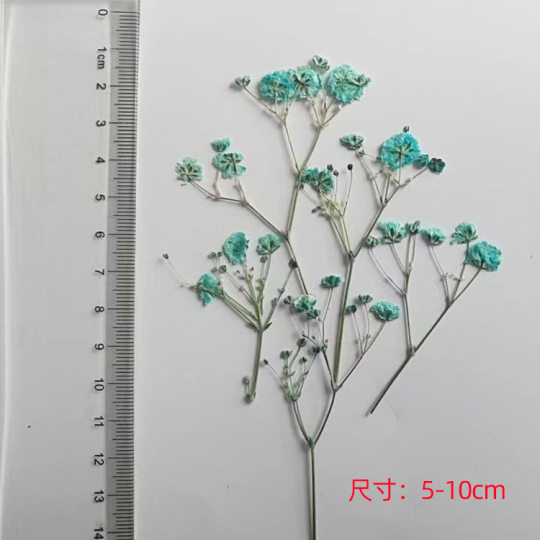 Gypsophila dried flower embossing wholesale plant specimens diy handmade bookmark flower material package dried flower embossing