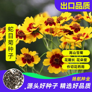 Cold-Resistant Snake-Eye Chrysanthemum Seeds, Kunlun Snow Chrysanthemum, Tianshan Flower Seeds, Four-Season Planting Flower Seeds, Grass Flowers with Strong Cold Resistance