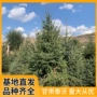 防护园林圣诞基地树苗