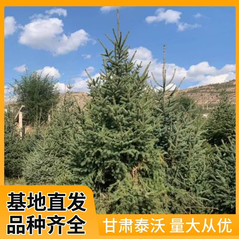 云杉树基地 圣诞云杉树苗规格齐全 四季常青园林绿化防护云杉树