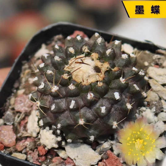 Редкий цветущий кактус без шипов, суккулент, простой в уходе и выращивании, небольшое растение в горшке.