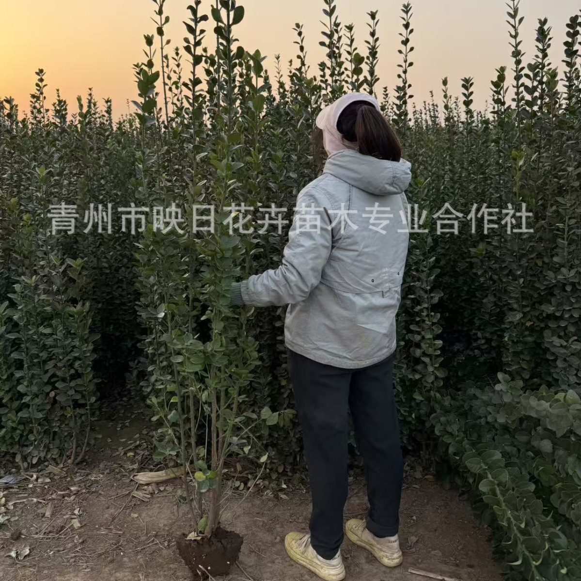 山东北海道基地大叶黄杨基地苗圃青州北海道基地货源丛生北海道苗