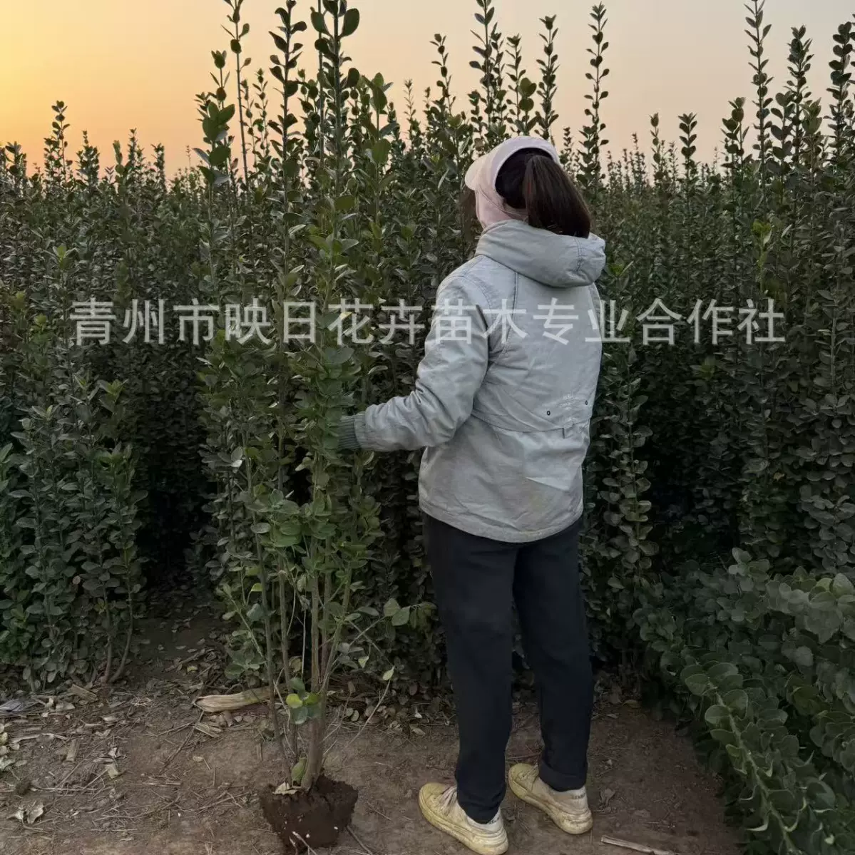 山东北海道基地大叶黄杨基地苗圃青州北海道基地货源丛生北海道苗