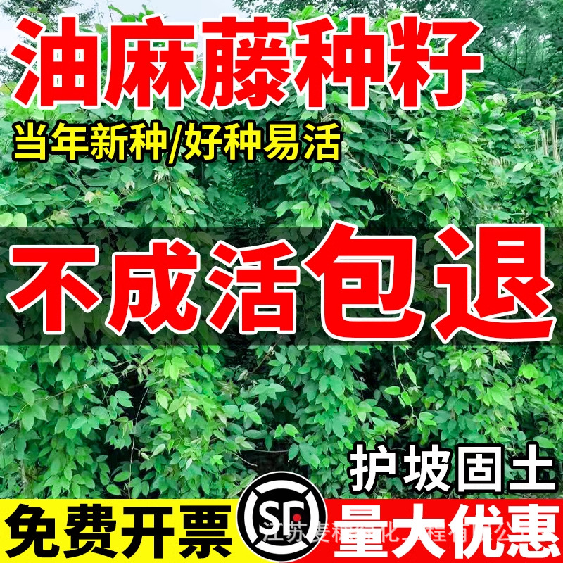 油麻藤种子矿山荒地工程绿化草护坡固土爬藤植物爬山虎葛藤草种籽