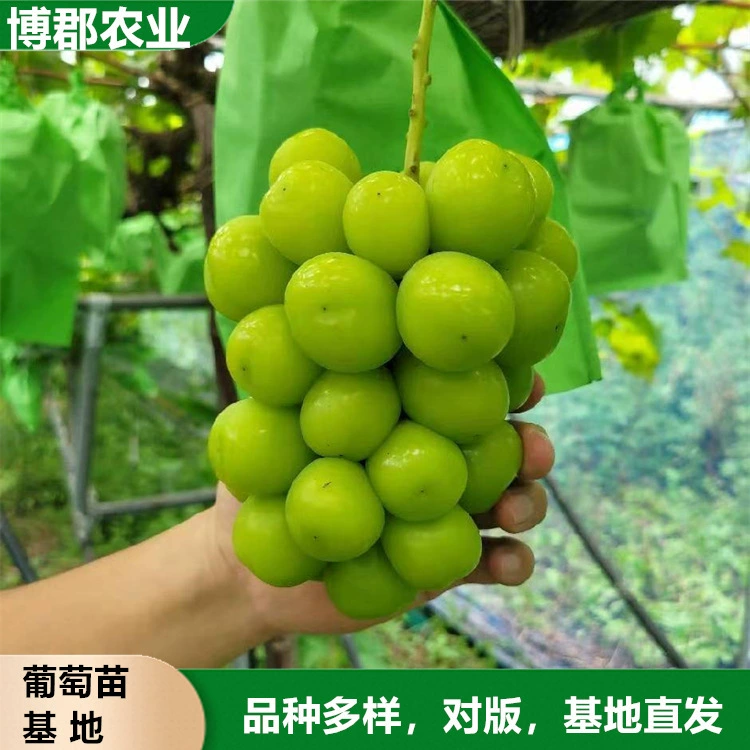 Оптовые поставки саженцев винограда «Китайская красная роза» 5BB, подходящих для посадки в северных и южных регионах.