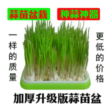 水培养栽蒜苗盆栽容器种蒜大蒜葱的盆蒜黄器皿发芽种植盘盆盒