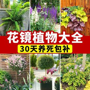 ���R�Gֲ��β�ݵ\��Сľ������Ůؑ��������ͥԺ�G��ֲ���ļ�����