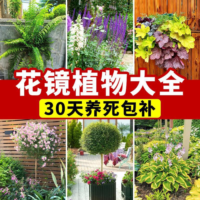 花镜绿植鼠尾草矾根小木槿亮晶女贞玉簪室外庭院绿化植物四季花卉