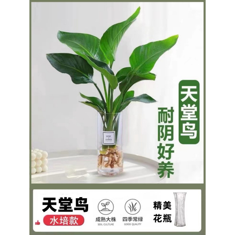 [병세트] 엄선된 극락조 40-50cm 3그루 + 고급유리병 + 무료 영양액