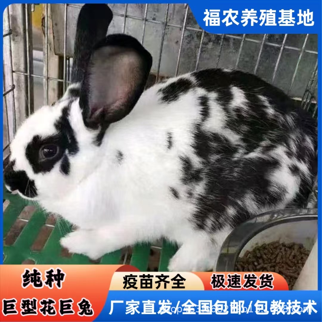 巨型花巨兔活体成年黑白花巨兔