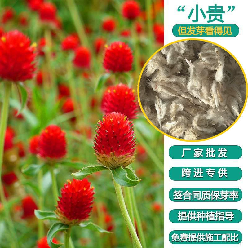 Оптовая поставка тысяча дней красный/тысяча дней фиолетовый цветок балкон оптовое количество выгодно прямые продажи с фабрики гарантируют прорастание