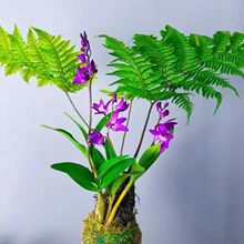 ��ˮ�t��ާ̦�\��ˮ��ֲ���҃�����ʽ�U���辰�^�~���������F��ާ