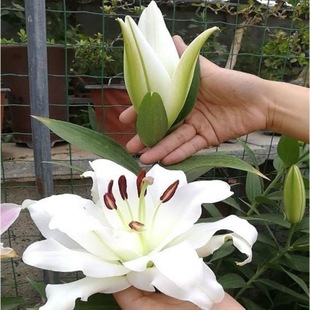 ��ˮ�ٺϷN���ļ����ܺ��B�׻������҃Ȼ�ֲ��N�ӝ���ٺϻ��N��