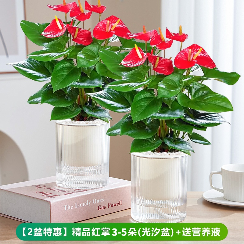 꽃이 있는 프리미엄 안스리움 + 광조수 화분 + 영양액 [화분 2개 특가]