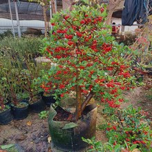 �𼬘����Լ�����辰�M�ütֲ���^���Gֲ�̨ͥԺ�_���Y��Сֲ��