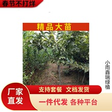 一件代发板栗苗 九家种板栗果树苗批发 适应地栽果树果苗 南北方