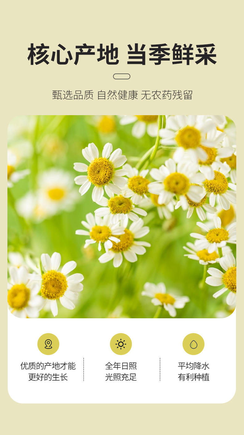 Dried Chamomile Flowers 500g Bulk Loose Herbal Tea Chamomilla Recutita quality and texture