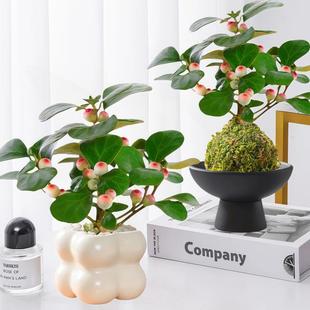 Little Pan Bodhi Moss Ball Plant Lazy Green Plant Indoor Desk Flower with Fruit Pot Easy to Grow and Maintain All Seasons