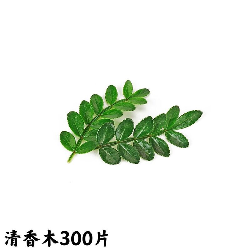 Wholesale Cake Decorations, Fresh Green Plants, Fragrant Pepperwood Leaves, Golden Scented Baking Herbs, Western Dessert Garnishes, Floral Arrangements