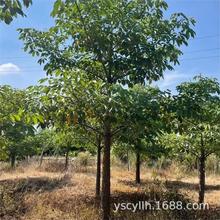 ľ�ޘ䱾��ľ�ޘ�V��ľ�ޘ�Ӣ�ۘ�t�����l5-80����