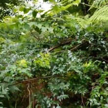 �ٲ�ѿ�����l����ѿ����ѿ��؛Ϫ�S�ݮa�ع�؛