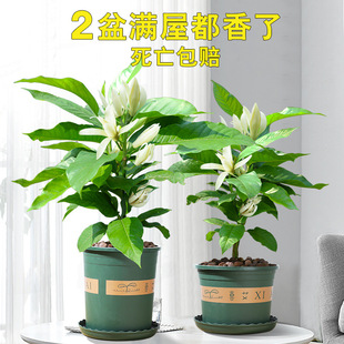 ���m�����Ի���ֲ���҃����m���玧�����ļ��_���������S���m���B