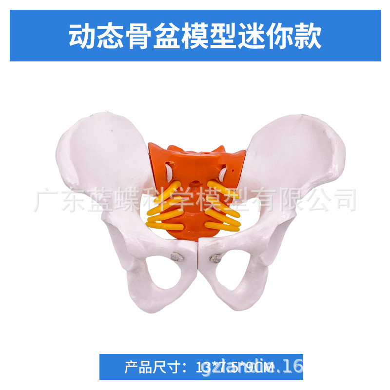 ��̬������׵����ģ�͹ؽڿɻ�������СŮ�Լ������Ľ�ѧ�Ǽ�