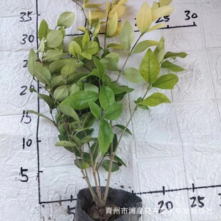 �@�ֽ��~Ůؑ���l ��ɭŮؑ�� ͥԺ���~�G�hɫ�K �G��������