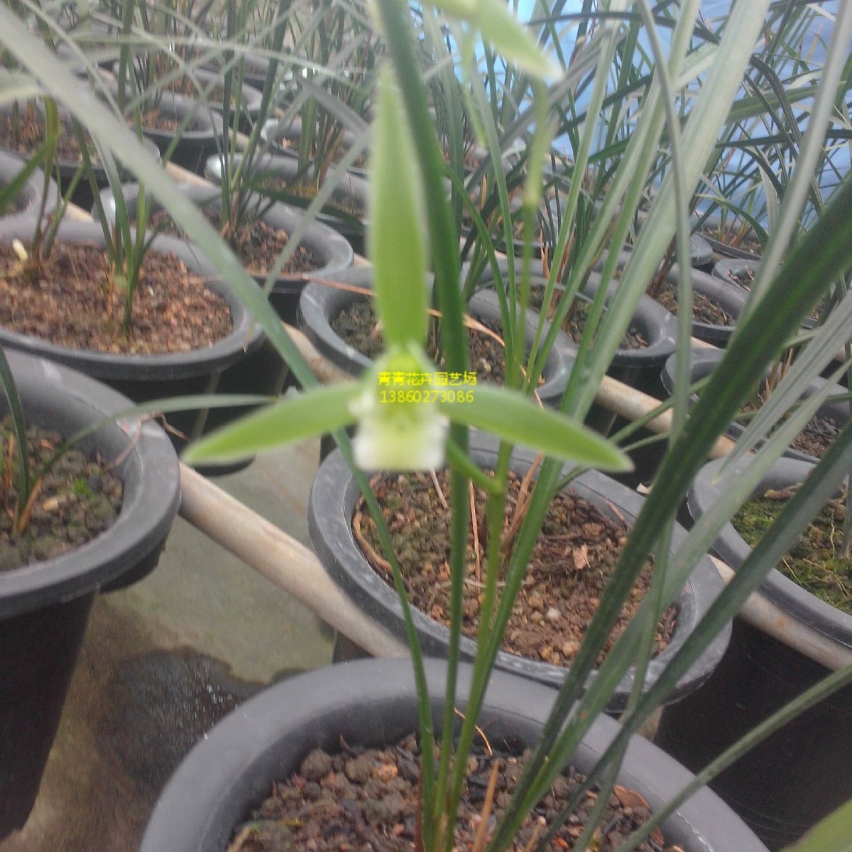 Цветы Фуцзянь Цветы Юнфу Южные цветы Орхидеи Весенние орхидеи Осенние орхидеи Чернильные орхидеи Холодные орхидеи Четыре сезона Посадка Оптовая база