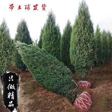 塔柏树苗松树苗侧柏树苗龙柏树苗四季常青塔松绿化苗木松柏树塔松
