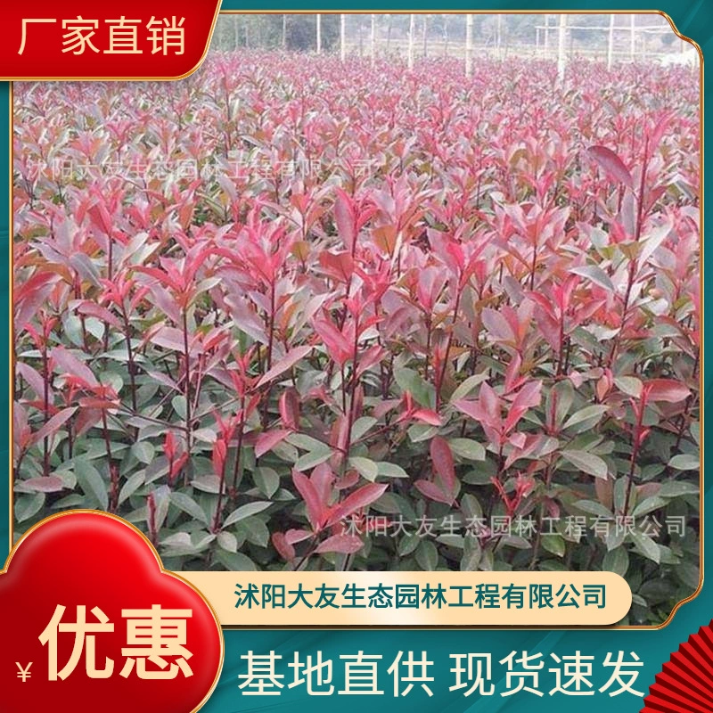 База оптом самостоятельного производства фотинии саженец живописный Ландшафтный ландшафтный дизайн дорожный сад техника озеленение саженцев
