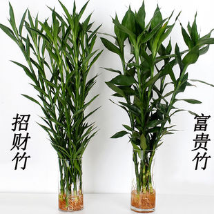 ���F��ˮ��ֲ��ˮ�B�����D�\�����҃���������Gֲ���Դ��~��