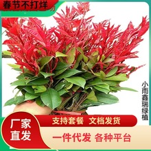 G̼t~ʯ骘tͥԺļСhֲɫ