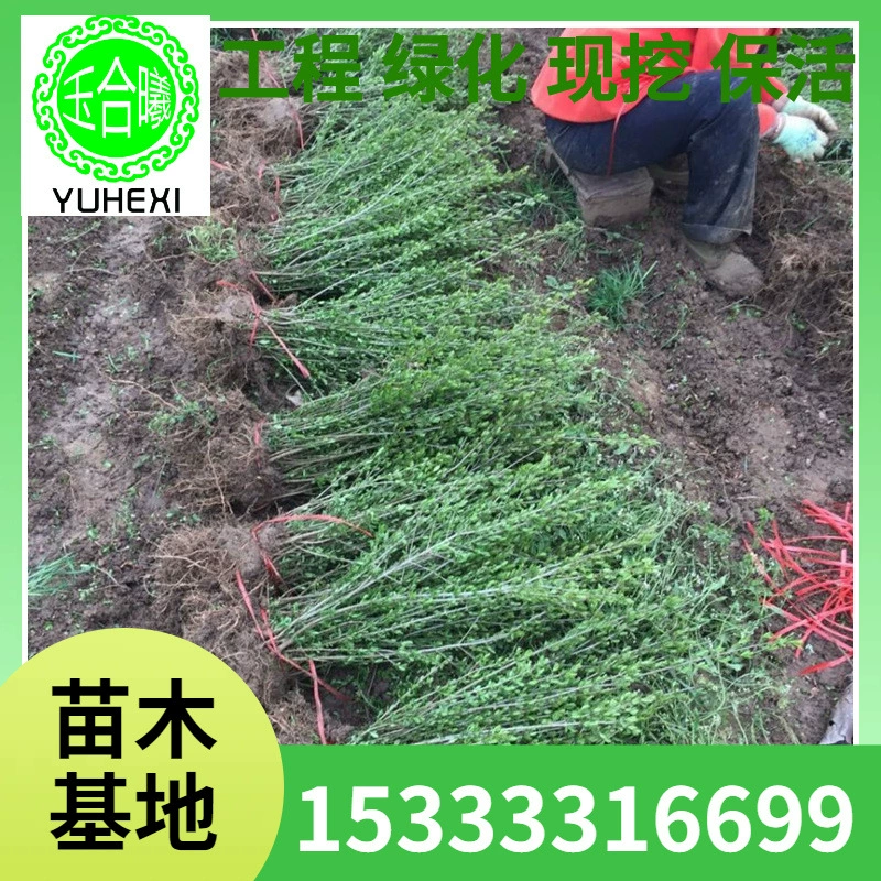 Оптовые рассады зеленого листового водного воска, рассада для проекта зеленения с цветными лентами, рассада для живой изгороди из золотистого листового водного воска