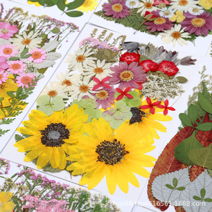 Dried Flower Embossing Factory Direct Sales Cross-Border Direct Supply Glue Handmade Gift DIY Real Plant Specimen Petal Makeup