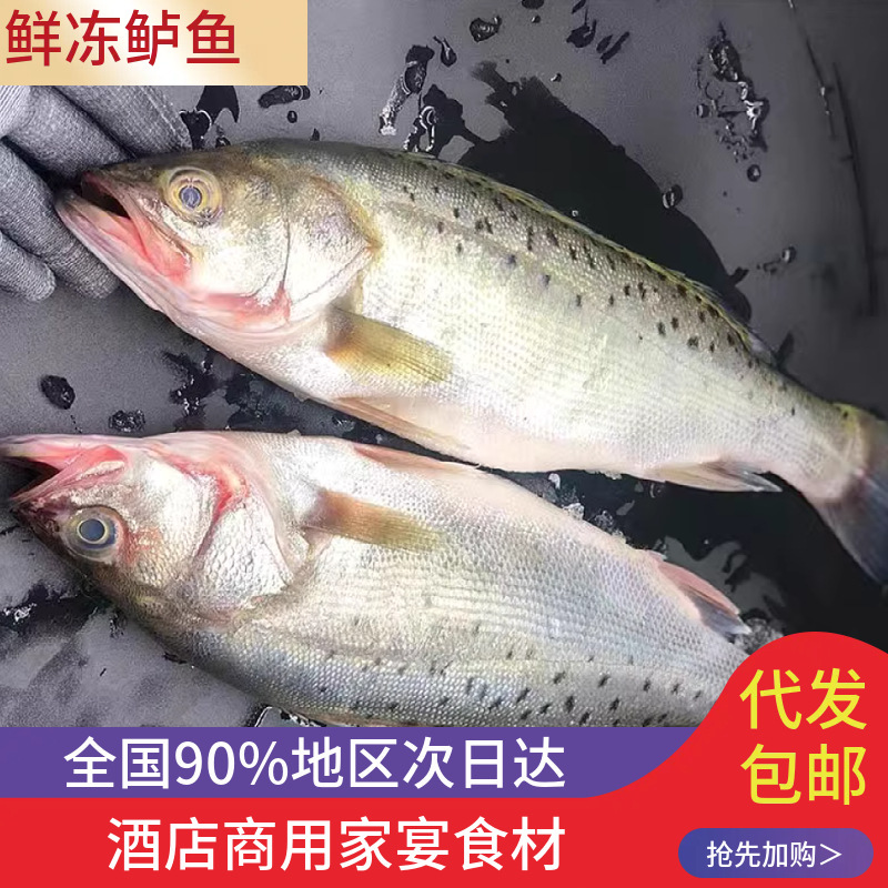 海鲈鱼新鲜冷冻大号深海鱼七星鲈鱼海鲜水产鱼类鲈鱼商用批发