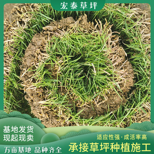Manila Lawn Taiwan Grass Bermuda Lawn Slope Protection Taiwan Green Dog Tooth Root Dwarf Paradise Grass
