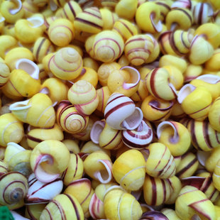 �S�������ؔ������Ȼؐ�����l �����S΁ţ������b��ղ�1-1.5cm