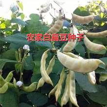 NױⶹNӰüNƷNⶹNrҴˈ@ͥԺ߲˷N