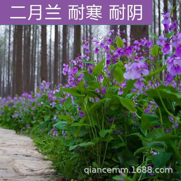 Февральские семена орхидеи легко жить за четыре сезона Многолетний многолетний корень Zhuge ERGE семена тени-устойчивые морозостойкие Февральские семена орхидеи