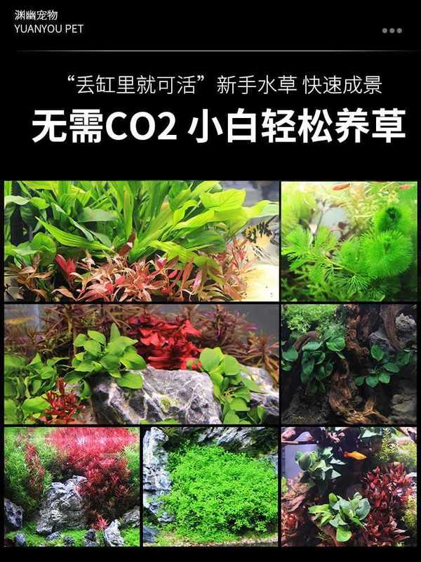 水槽造園パッケージ ネガティブウォーター フィディウム シンウッド ライブリアルウォーター 淡水無土壌植物 酸素化 フロア ローパール|undefined