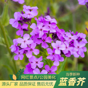 �{���N���m����㻨���ͺ��׷N����ͥԺ�����Ͳ����^���