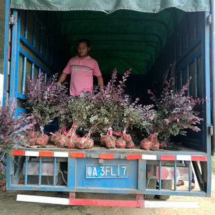 �G����t�^ľë�����l�t��ľС�r���ľ�G��Ч�����׹�������G�h