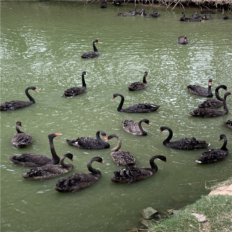动物园景区供应观赏黑天鹅 脱温黑天鹅苗 山东水禽养殖繁育