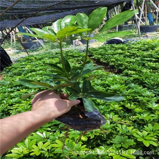 Duck Foot Wood Bag Seedlings (Goose Foot Wood) Australian Duck Foot Goose Foot Wood 30-40 Guanfu 20-25 or so Base Wholesale