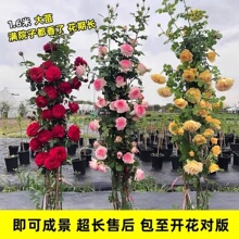 �����¼������ļ��_���ٱ��¼���������ͥԺ����ֲ��W��õ�廨��